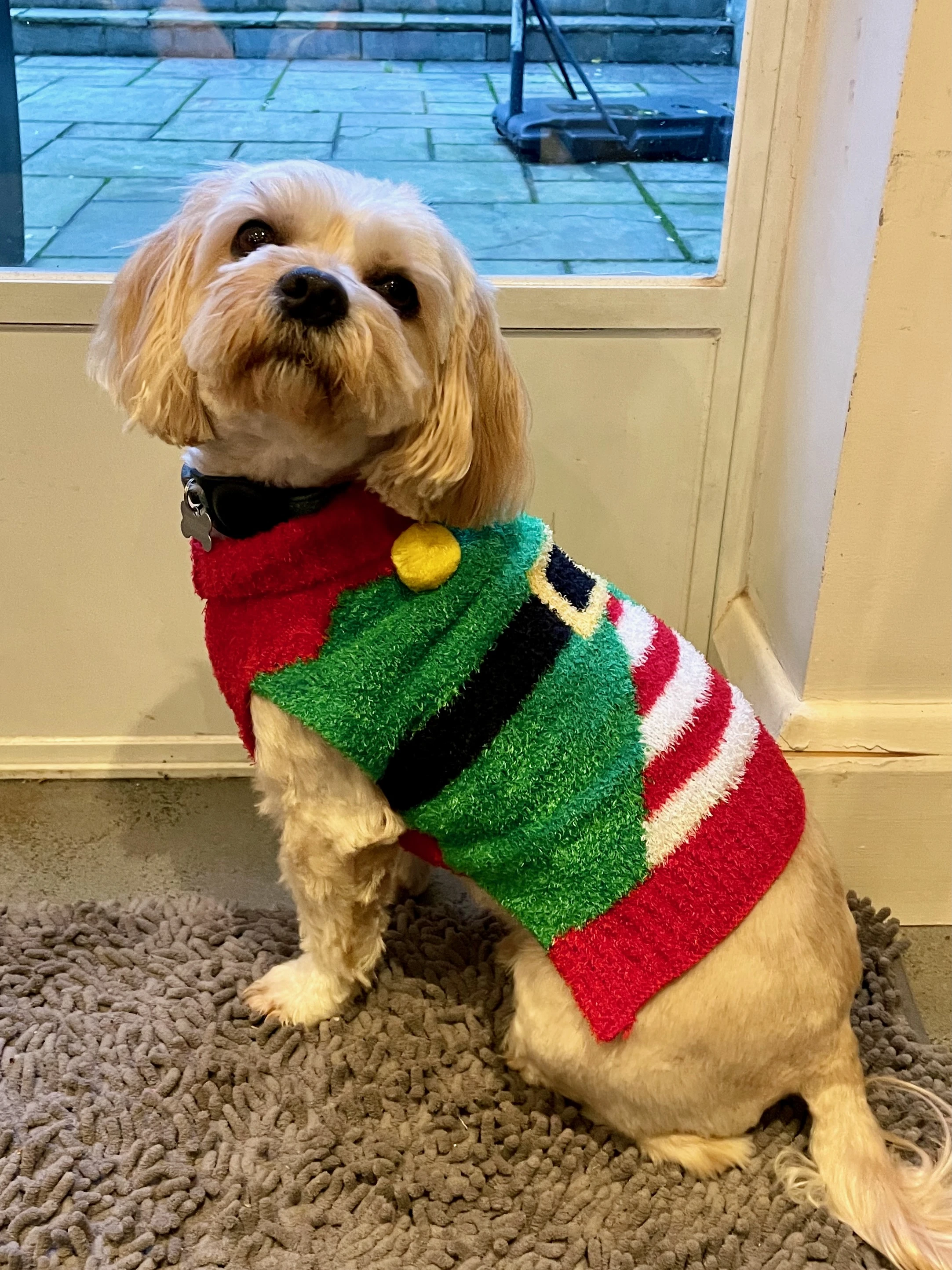 Small Dog, Big Elf Spirit! 🎄