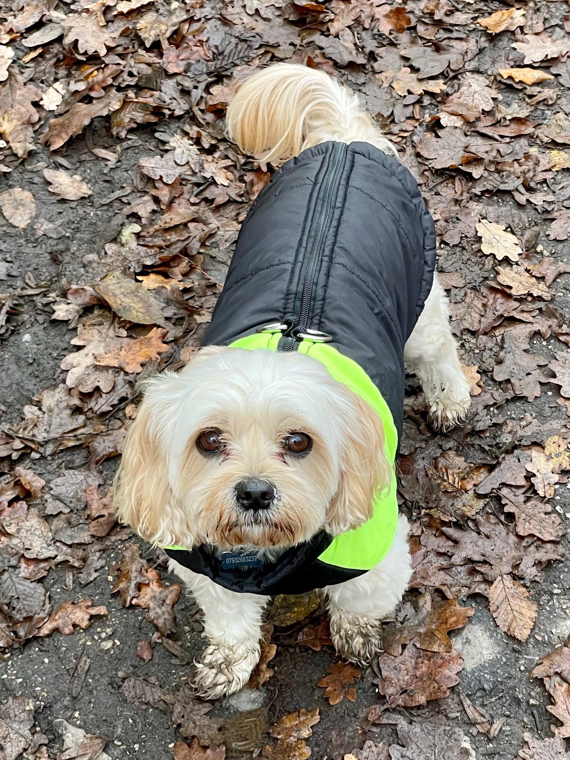 Pawsitive Attitude, Raincoat On! ☔️