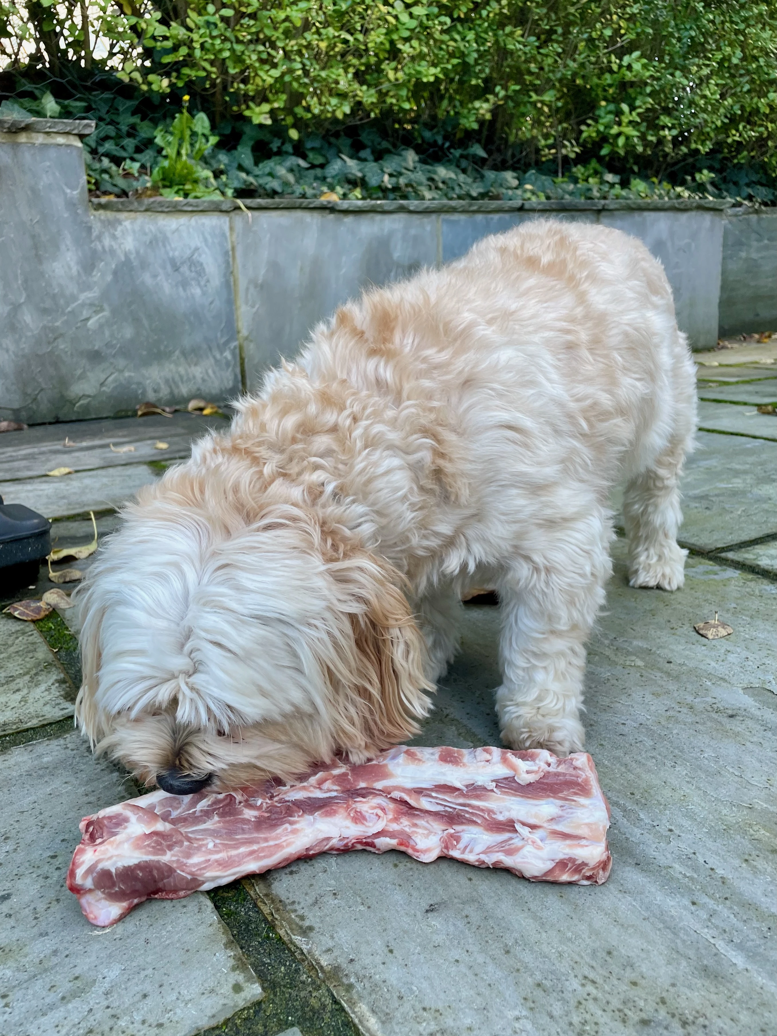 Primal urges! 🍖