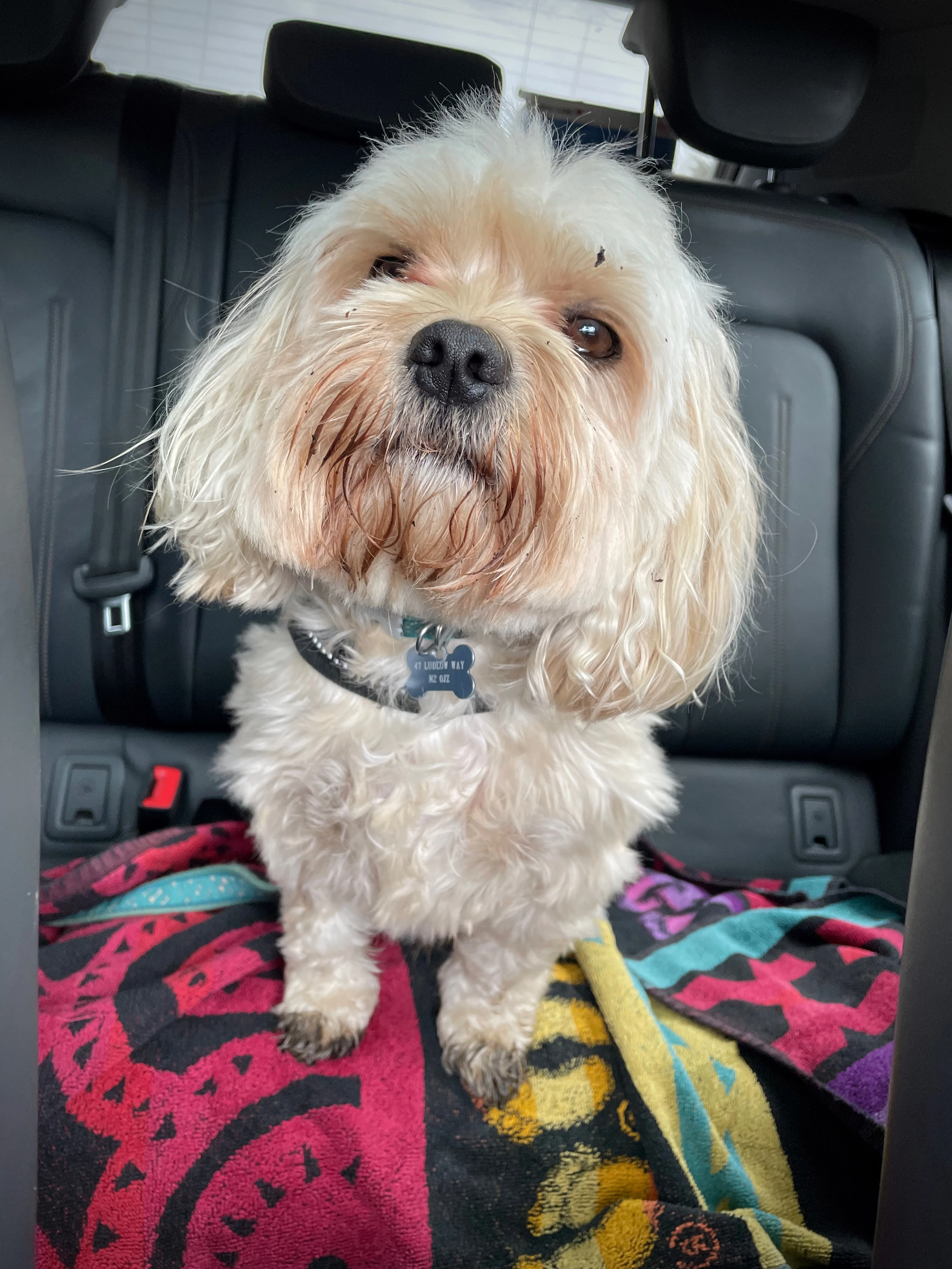 The everywhere snout!