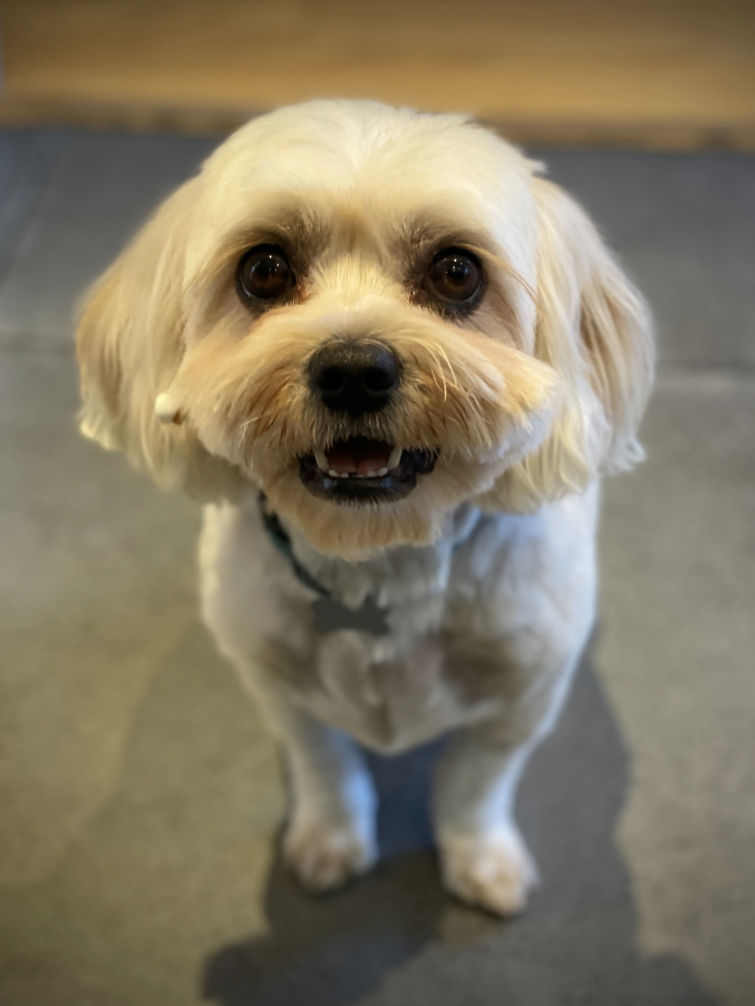 Fresh cut deserves a treat!