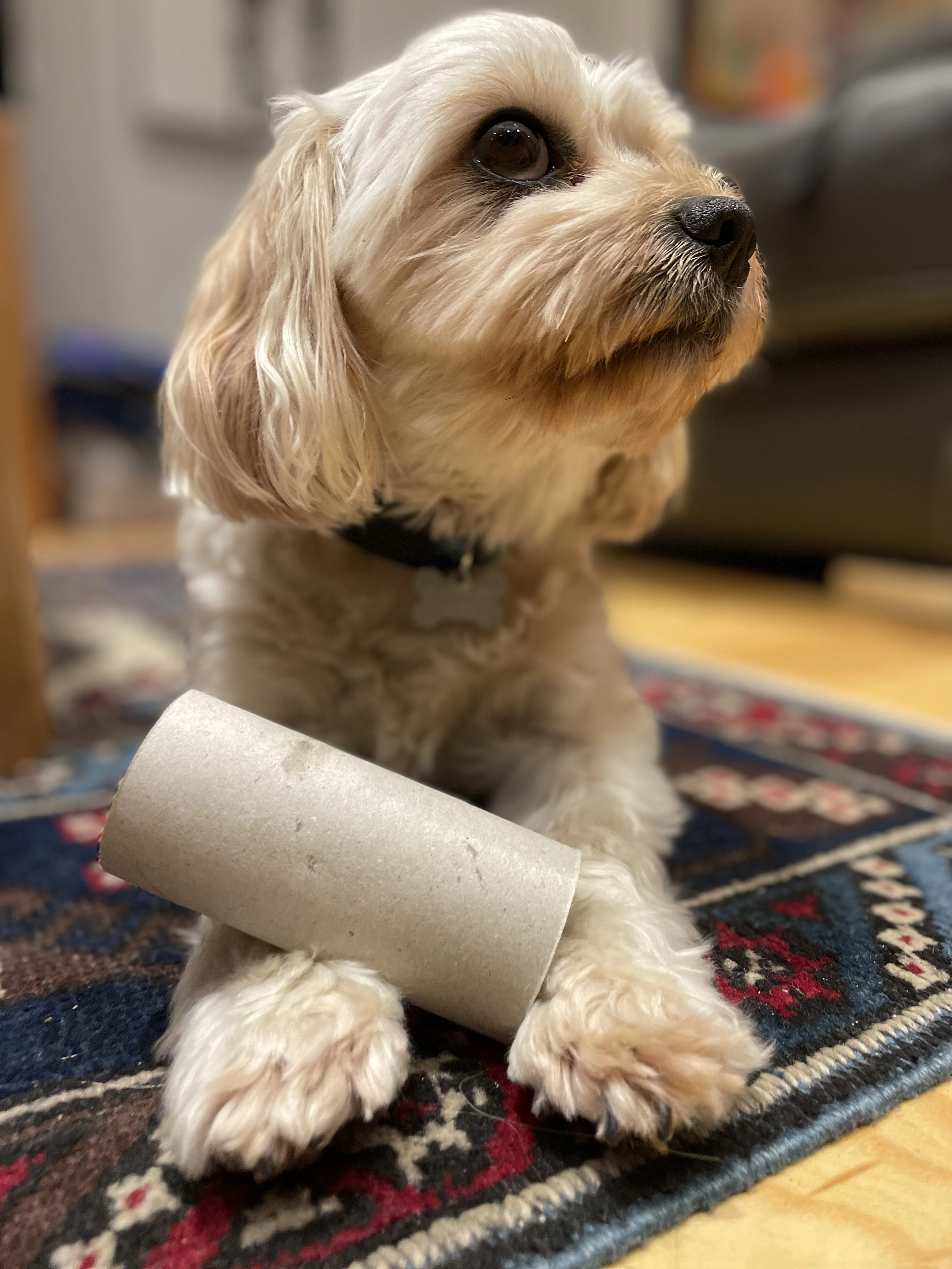 Toilet roll bandit! 🧻