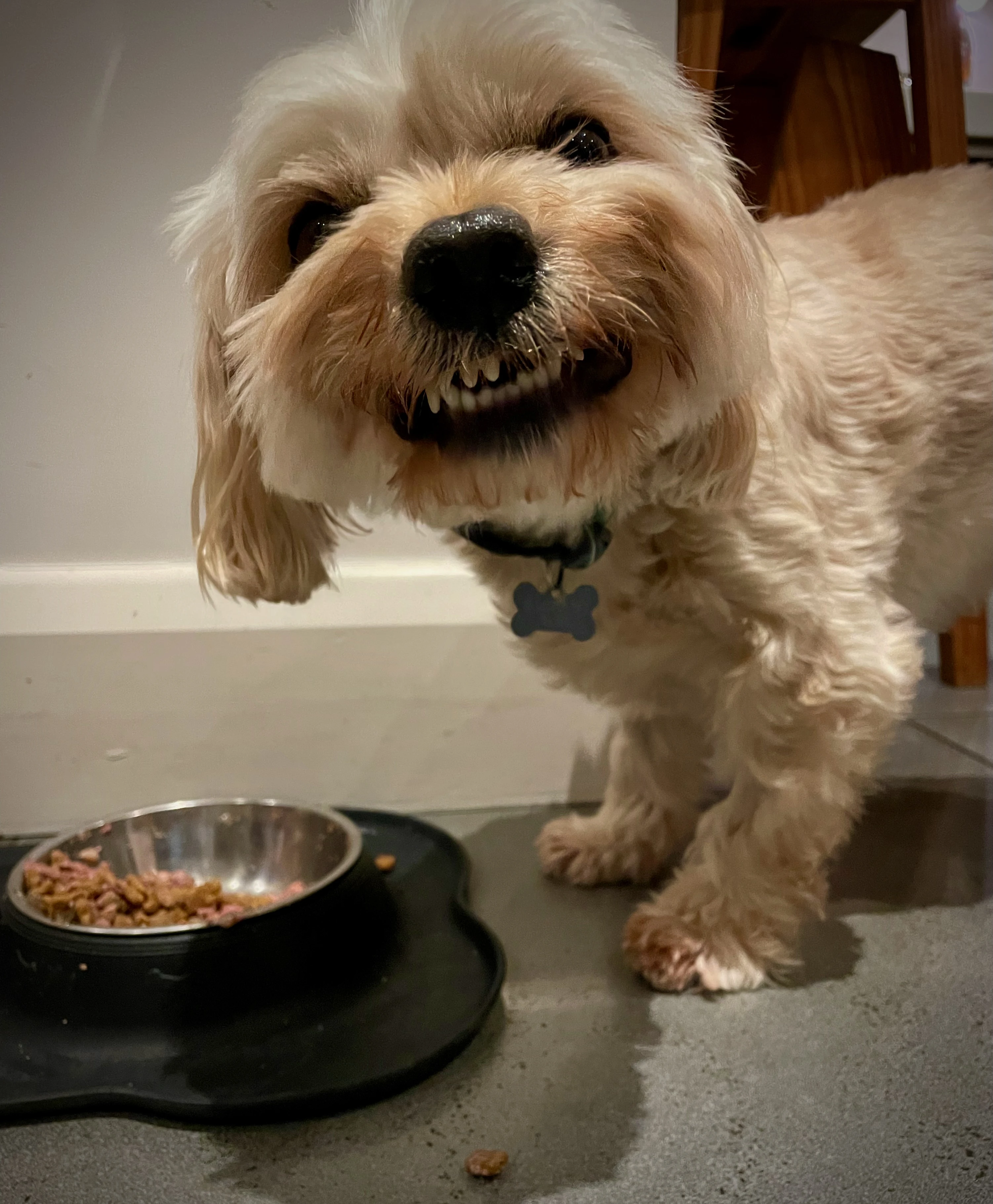 Caught mid-chew!